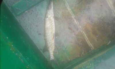 Northern Pike — Šventoji