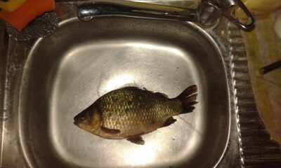 Prussian carp — Talkša