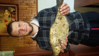Carp bream