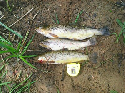 Brown Trout, 0.8 kg