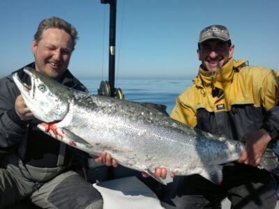 Atlantic salmon, 16.0 kg