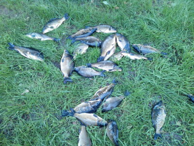 Carp ×20