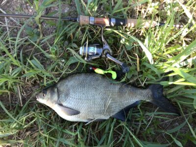 Carp bream, 1.2 kg — Neman River