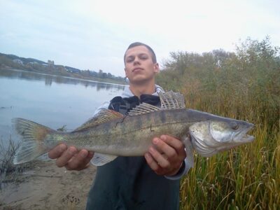 Pike perch, 1.5 kg — Neman River