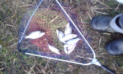 Carp bream ×7 — Rėkyvos