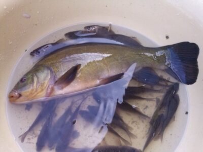 Tench, 0.9 kg