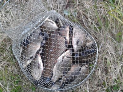 Prussian carp ×25