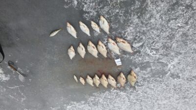 Carp bream ×17