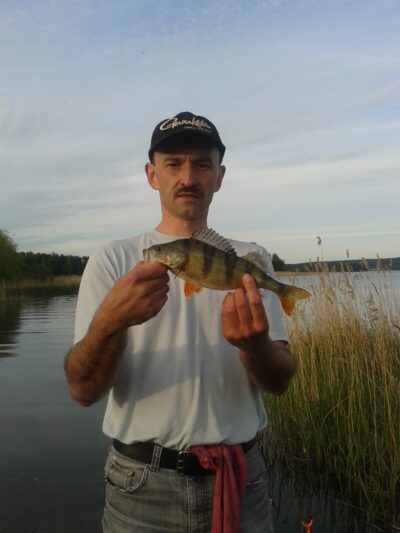 Eurasian perch ×11 — Elektrėnai reservoir