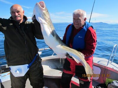Atlantic cod, 23.0 kg