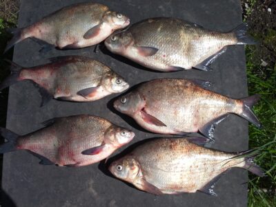Carp bream — Neman River