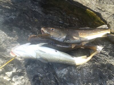 Atlantic cod ×3