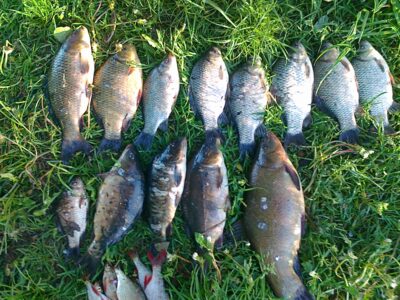 Tench, 1.3 kg — Minkelių
