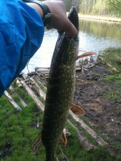 Northern Pike, 2.0 kg — Unguraitis