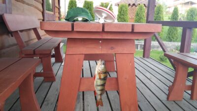 Eurasian perch, 0.4 kg
