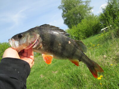 Eurasian perch, 0.7 kg
