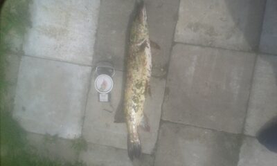 Northern Pike, 1.3 kg — Šventoji