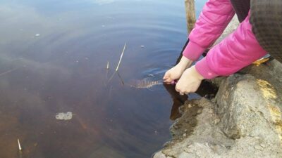 Northern Pike — Pikeliškiai