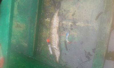 Northern Pike — Šventoji