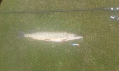 Northern Pike, 2.0 kg — Šventoji