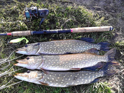 Northern Pike ×3