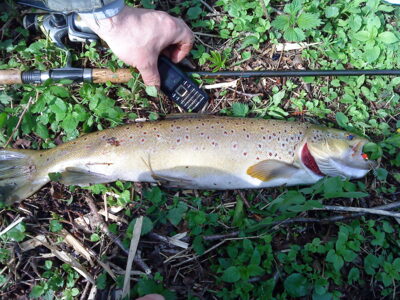 Brown Trout, 2.0 kg — Siesartis