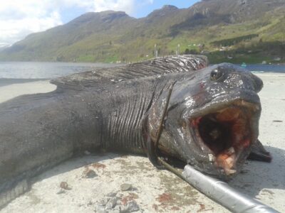 Atlantic wolffish, 3.5 kg