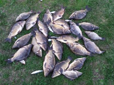 Carp