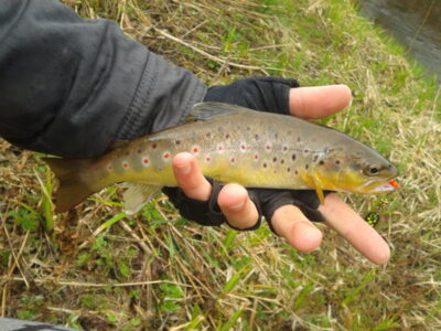 Brown Trout — Mera