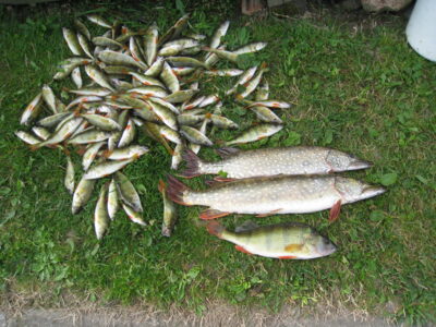 Northern Pike, 2.0 kg