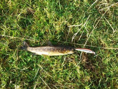 Ocean Trout