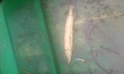 Northern Pike — Šventoji