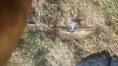 Northern Pike, 3.0 kg