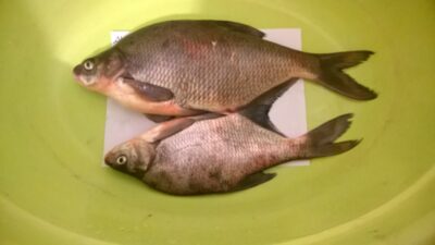 Carp bream ×2 — Aukštumala