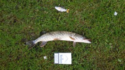 Northern Pike, 0.8 kg — Utenaitė