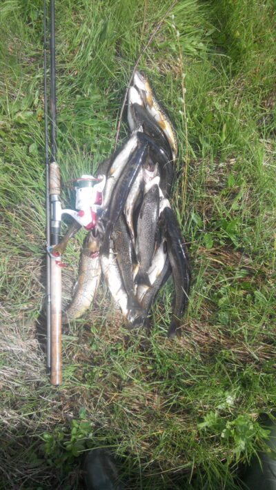 Brown Trout ×20
