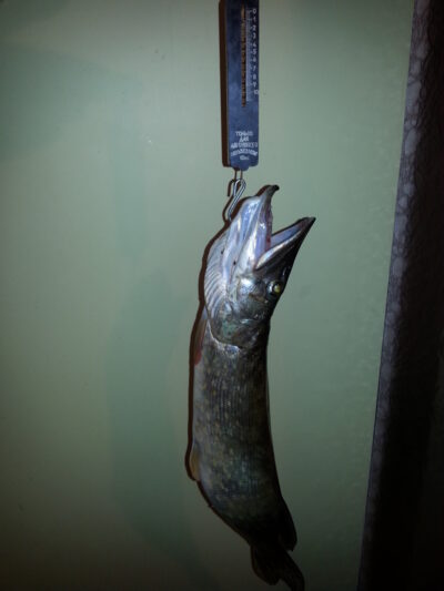 Northern Pike, 1.2 kg — Neman River