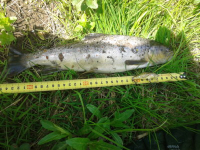 Brown Trout — Virinta