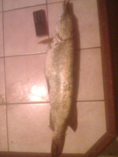 Northern Pike, 2.0 kg