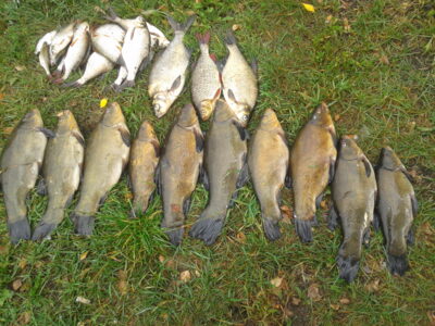 Tench ×10 — Išnarai