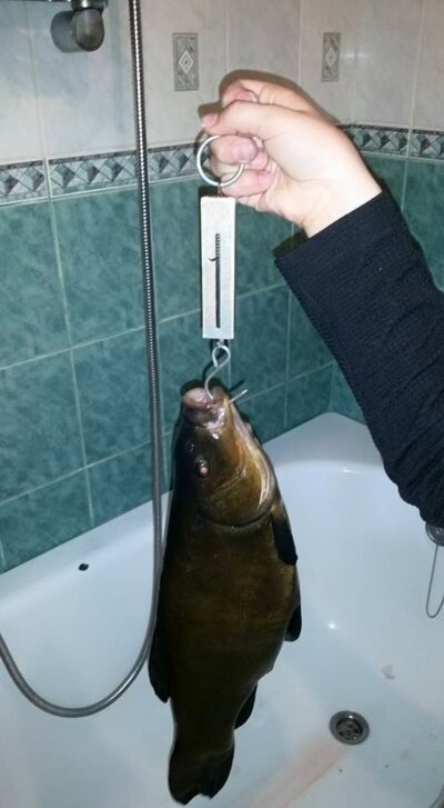 Tench, 1.7 kg — Marijampolės II-asis