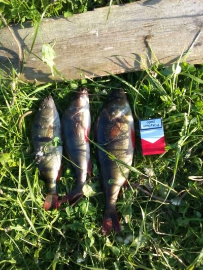 Eurasian perch ×3 — Ubiškės