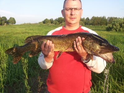 Northern Pike, 4.5 kg — Aukštumala