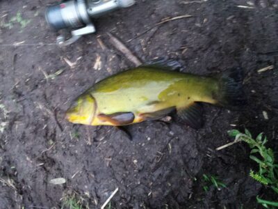 Tench, 0.6 kg