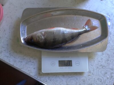 Eurasian perch — Kuršių