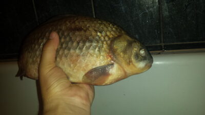 Crucian carp, 1.5 kg — Kuršių