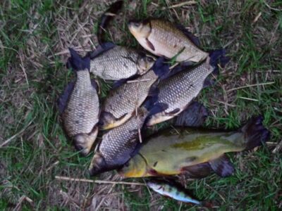Prussian carp ×6