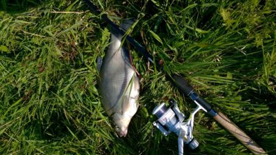 Carp bream, 1.1 kg — Aukštumala