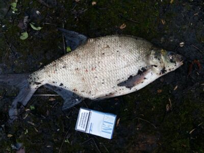 Carp bream, 2.0 kg — Kavarsko
