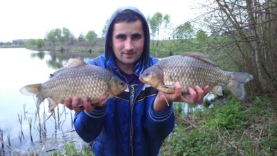 Prussian carp, 1.0 kg